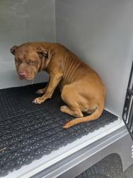 Shelter Stray Female Dog last seen Near Freedom Mill Rd, County/Unicorporated, NC, 1491 Business Park Ct, Gastonia, NC 28052, USA