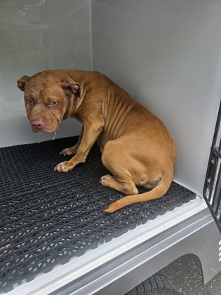 Shelter Stray Female Dog last seen Near Freedom Mill Rd, County/Unicorporated, NC, 1491 Business Park Ct, Gastonia, NC 28052, USA