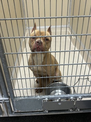 Shelter Stray Male Dog last seen shuler//Kahn ave ally way, Hamilton, OH, 1820 Princeton Rd, Hamilton, OH 45011, USA