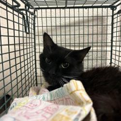 Shelter Stray Male Cat last seen Near Wenwood Dr, Knox County GP, TN, 3201 Division St, Knoxville, TN 37919, USA