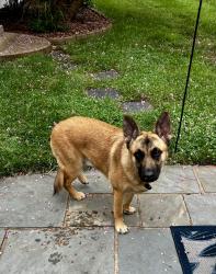Reunited Unknown Dog last seen Oaklawn Baptist, Winston-Salem, NC 27107