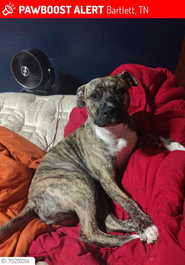 Lost Female Dog last seen Hey 79 tire shop, Bartlett, TN 38135