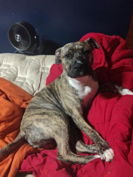 Lost Female Dog last seen Hey 79 tire shop, Bartlett, TN 38135