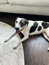 Found/Stray Female Dog last seen Karns, TN, Karns, TN 37931