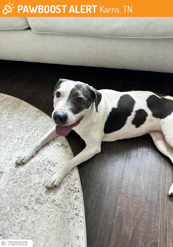 Found/Stray Female Dog last seen Karns, TN, Karns, TN 37931