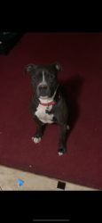 Reunited Male Dog last seen Near shining sumac ave Houston tx 77084, Houston, TX 77084