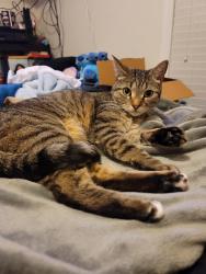 Reunited Female Cat last seen Bright Hope Ln & Mifflin Ln, Gaston County, NC 28054