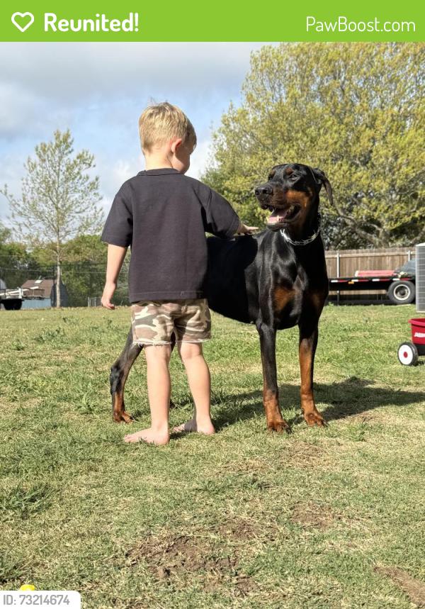 Reunited Male Dog last seen William drive, Ovilla, TX 75154
