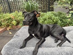 Found/Stray Male Dog last seen K st NE and 5th St NE, Washington, DC 20002