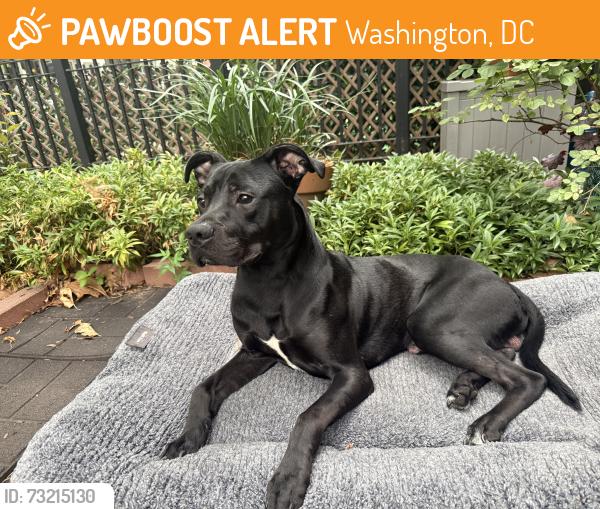 Found/Stray Male Dog last seen K st NE and 5th St NE, Washington, DC 20002
