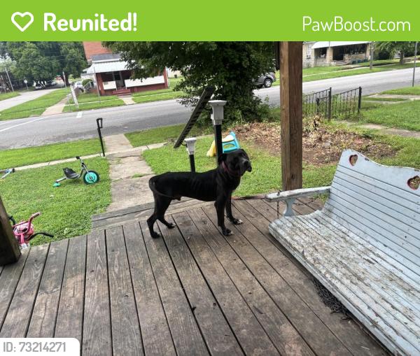 Reunited Male Dog last seen Near 9th ave Huntington wv 25703 on the corner, Huntington, WV 25701