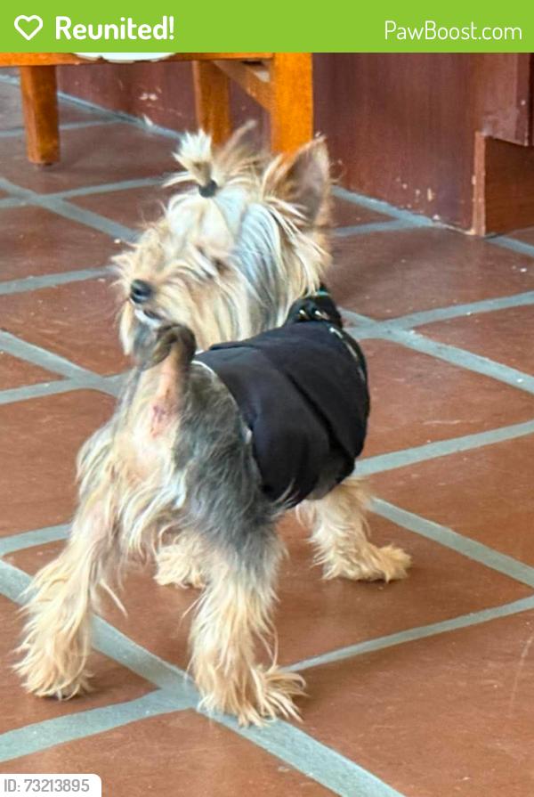 Reunited Male Dog last seen Wood Ranch Bbq, Camarillo, CA 93010