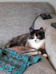 Lost Female Cat last seen Ne 6th and douglas, Newport, OR 97365