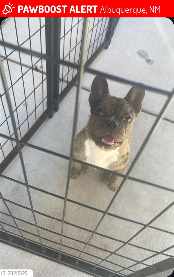 Lost Female Dog last seen 98th and sage, Albuquerque, NM 87121