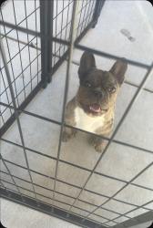 Lost Female Dog last seen 98th and sage, Albuquerque, NM 87121