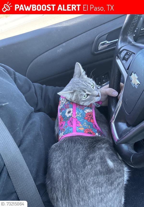 Lost Female Cat last seen Antonio st, El Paso, TX 79924