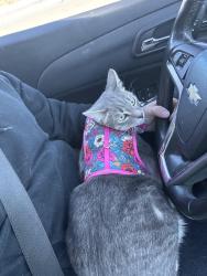 Lost Female Cat last seen Antonio st, El Paso, TX 79924