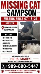 Lost Male Cat last seen Redbrook and Iris, Saginaw, MI 48603