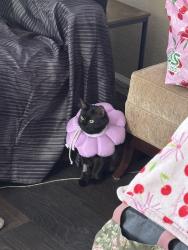 Reunited Female Cat last seen W Warner Ave & S Parton St, Santa Ana, CA 92707, USA, Santa Ana, CA 92707