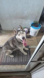 Found/Stray Male Dog last seen SW 163rd Ave and SW 279th ST, Miami-Dade County, FL 33031
