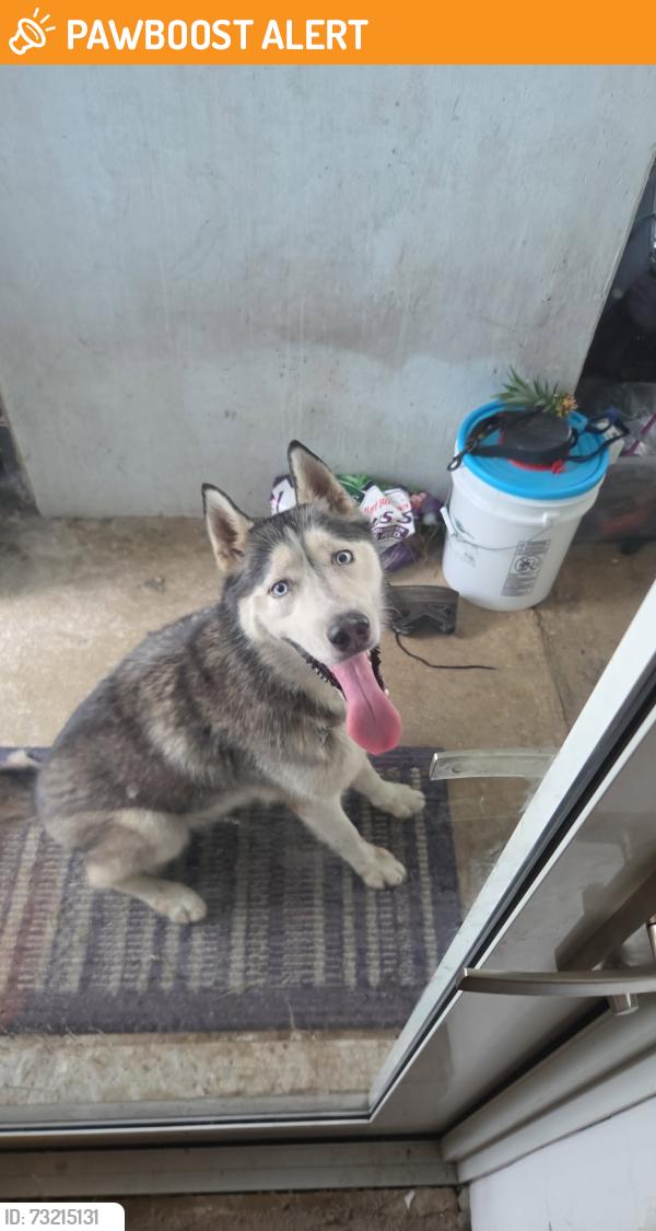 Found/Stray Male Dog last seen SW 163rd Ave and SW 279th ST, Miami-Dade County, FL 33031