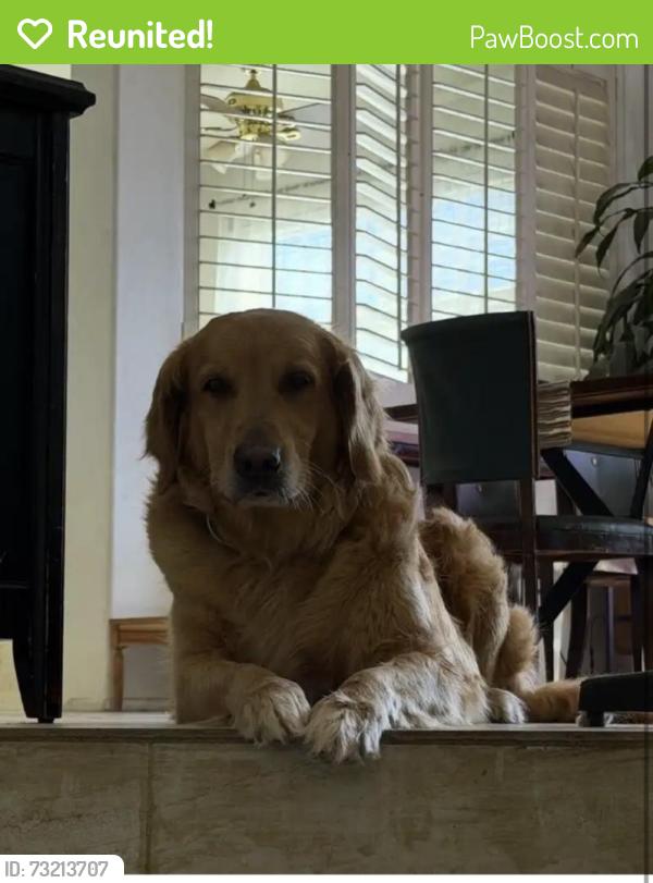 Reunited Female Dog last seen Sierra lakes Fontana, Fontana, CA 92336