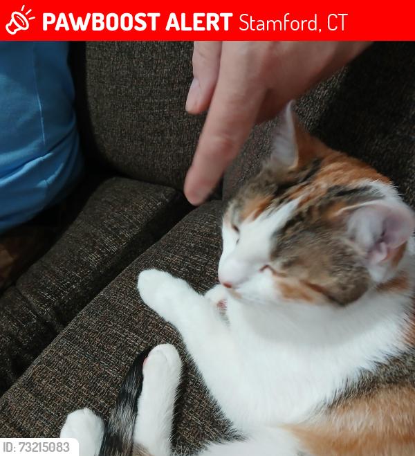 Lost Female Cat last seen MacGregor, west hill rd., westover rd., Stamford, CT 06902