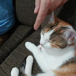 Lost Female Cat last seen MacGregor, west hill rd., westover rd., Stamford, CT 06902