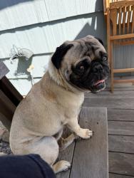 Reunited Male Dog last seen W N St, Springfield, OR 97477, USA, Springfield, OR 97477