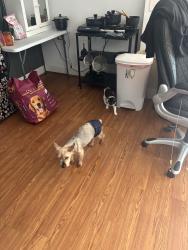 Lost Male Dog last seen joplin dr. independence st. turkey branch parkway, Rockville, MD 20853