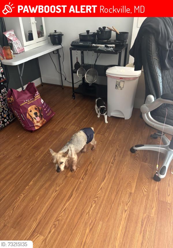 Lost Male Dog last seen joplin dr. independence st. turkey branch parkway, Rockville, MD 20853