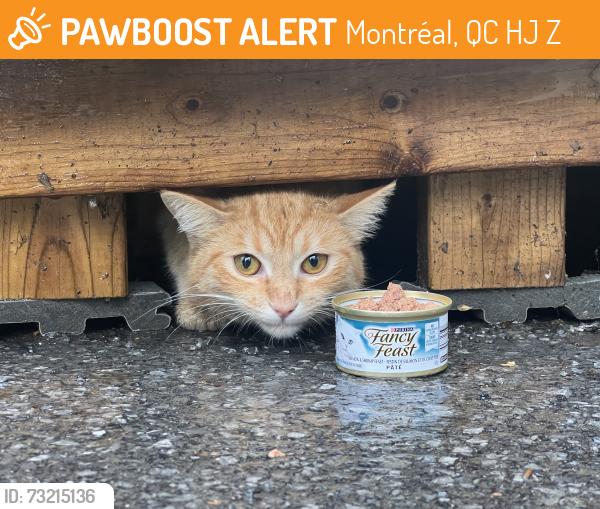 Found/Stray Unknown Cat last seen Under patio flooring, right outside Les Moulins La Fayette, Montréal, QC H2J 1Z1