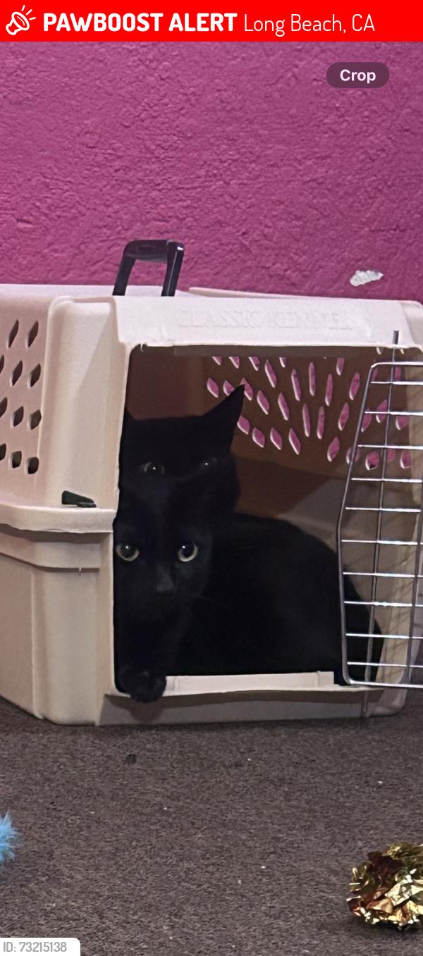 Lost Male Cat last seen Lime and 1st, Long Beach, CA 90802
