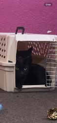 Lost Male Cat last seen Lime and 1st, Long Beach, CA 90802