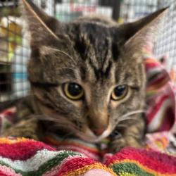 Shelter Stray Female Cat last seen Near 6th Avenue, DES MOINES, IA, 50313, Des Moines, IA 50313