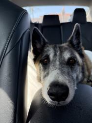 Shelter Stray Male Dog last seen Near G Street, San Diego, CA, 92101, 5500 Gaines St, San Diego, CA 92110, USA