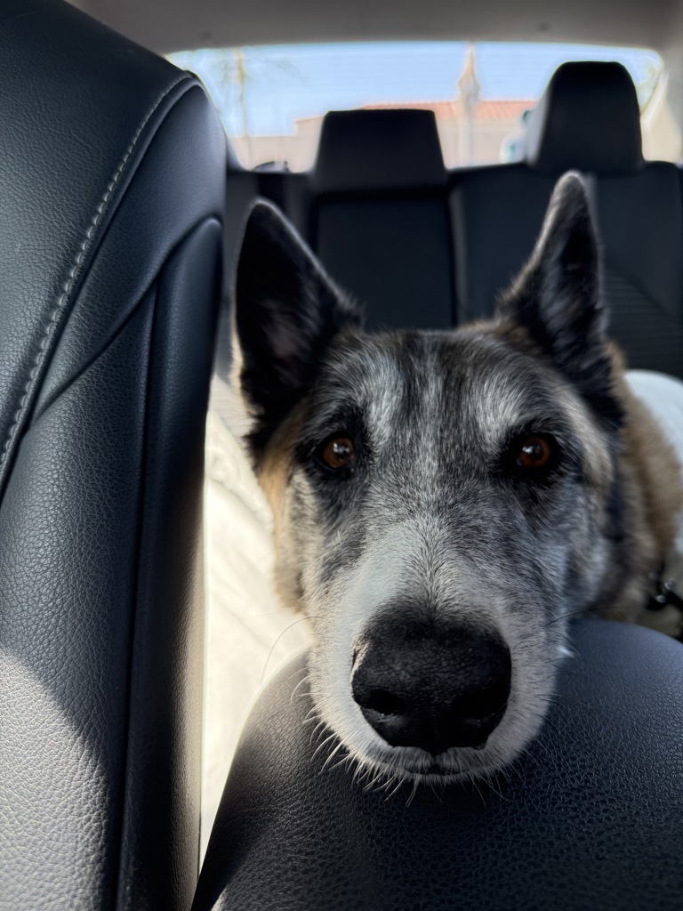 Shelter Stray Male Dog last seen Near G Street, San Diego, CA, 92101, 5500 Gaines St, San Diego, CA 92110, USA
