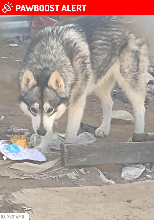 Lost Female Dog last seen El Centro and Gopher RD, Doña Ana County, NM 88012