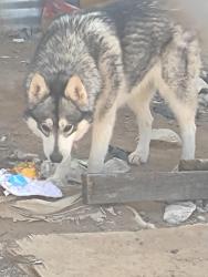 Lost Female Dog last seen El Centro and Gopher RD, Doña Ana County, NM 88012