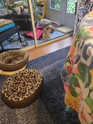 Reunited Male Dog last seen Limetree Blvd, Boynton Beach, FL 33426