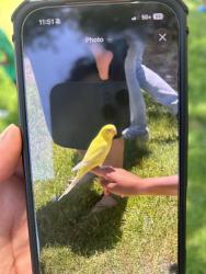 Found/Stray Unknown Bird last seen Ashley park, San Diego, CA 92128