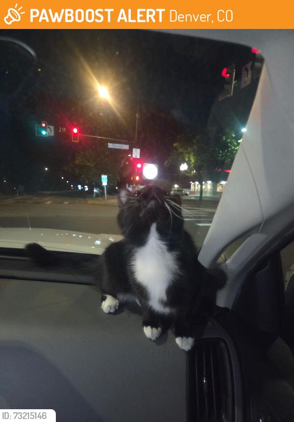 Found/Stray Female Cat last seen 18th ave /Irving st, Denver, CO 80204