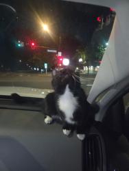Found/Stray Female Cat last seen 18th ave /Irving st, Denver, CO 80204