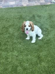 Lost Female Dog last seen Jones and Lake Mead, Las Vegas, NV 89108