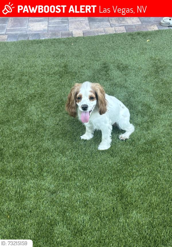 Lost Female Dog last seen Jones and Lake Mead, Las Vegas, NV 89108