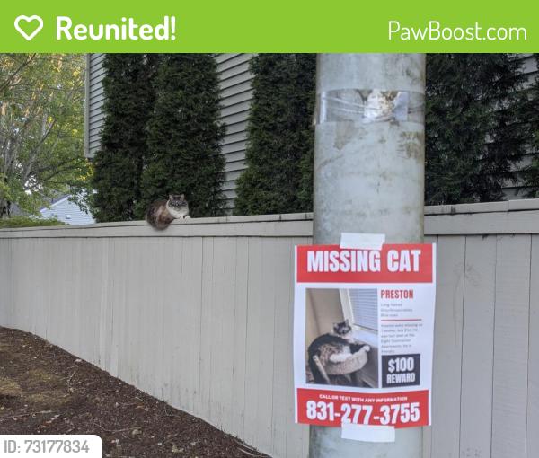 Reunited Male Cat last seen Eight Towncenter apmts, Vancouver, WA 98683