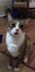 Lost Male Cat last seen Need Phillips Ave. New Bern, New Bern, NC 28562