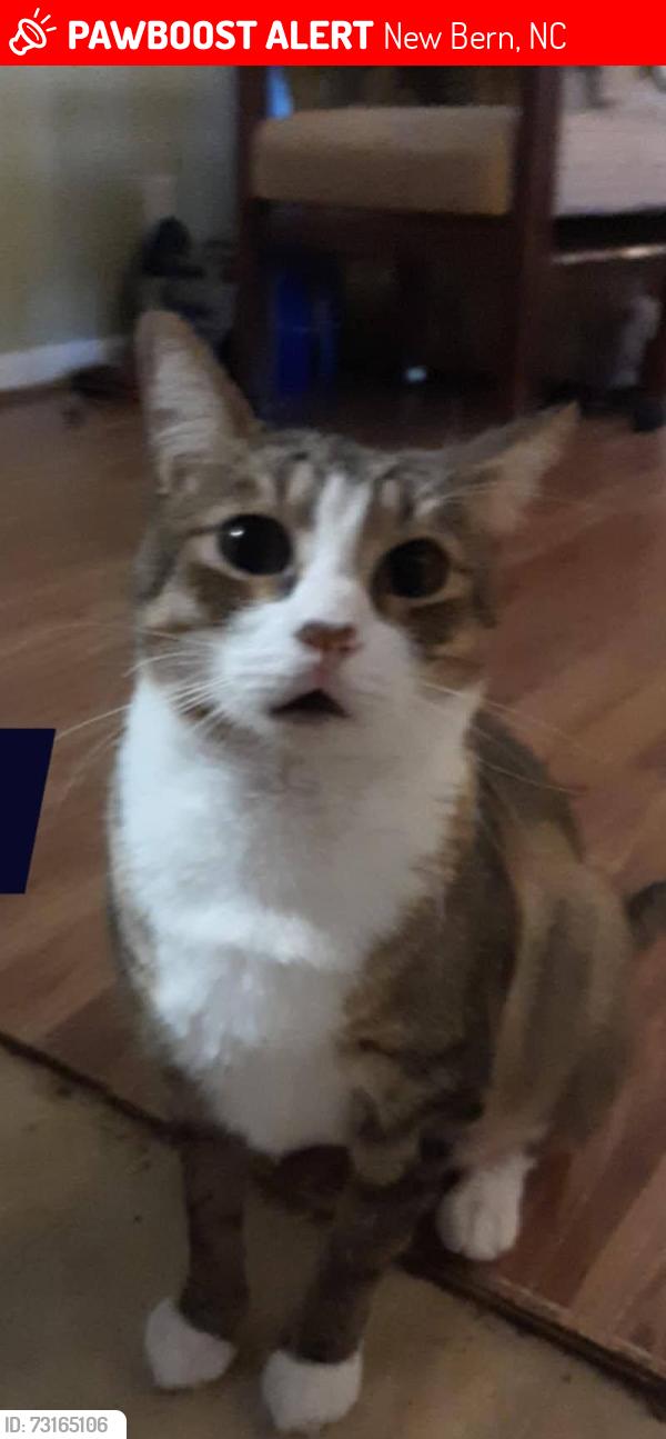 Lost Male Cat last seen Need Phillips Ave. New Bern, New Bern, NC 28562