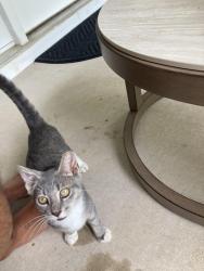 Reunited Male Cat last seen Parallel Parkway and Green Heron Rd (Hamilton Townes) in Verdae, Greenville, SC 29607