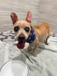 Reunited Male Dog last seen Spencer and Pyle, Enterprise, NV 89183